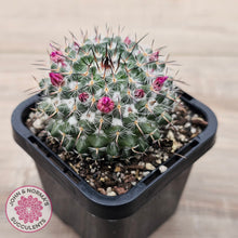 Load image into Gallery viewer, Mammillaria hahniana ssp. woodsii
