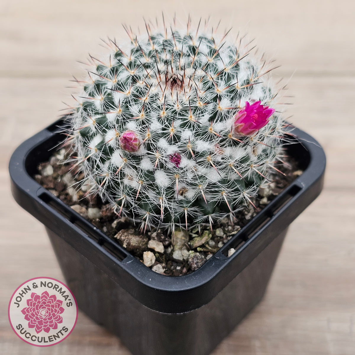 Mammillaria hahniana ssp. woodsii