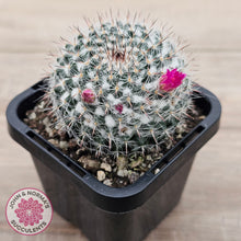 Load image into Gallery viewer, Mammillaria hahniana ssp. woodsii
