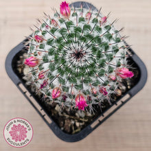 Load image into Gallery viewer, Mammillaria hahniana ssp. woodsii

