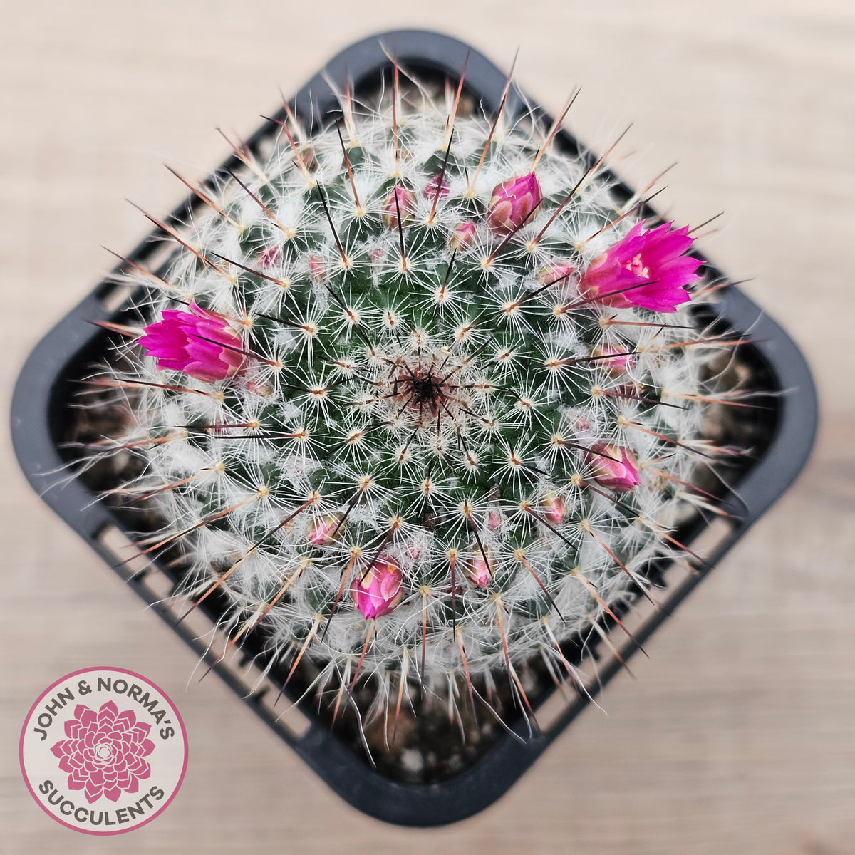Mammillaria hahniana ssp. woodsii