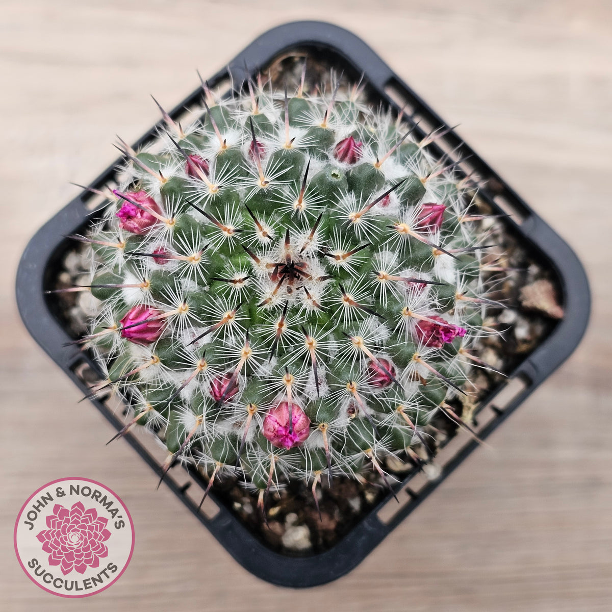 Mammillaria hahniana ssp. woodsii