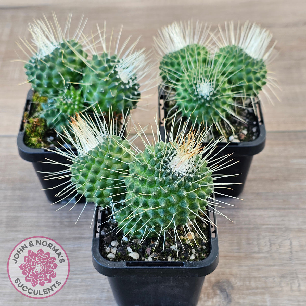Mammillaria spinosissima cv. 'Spike'