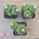 Mammillaria spinosissima cv. 'Spike'