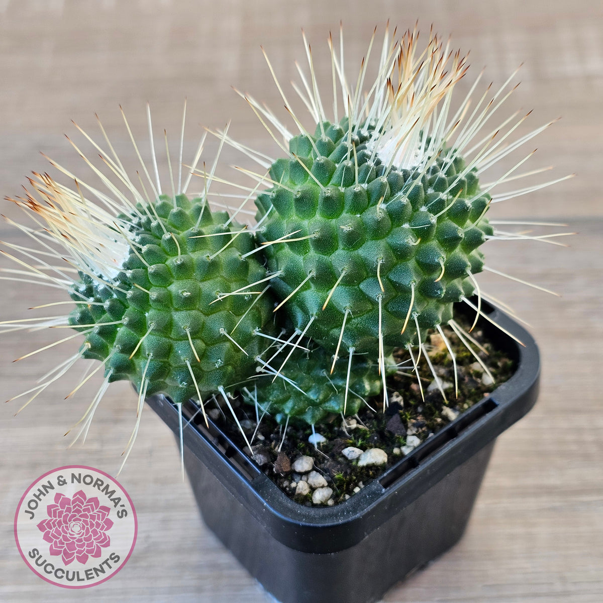 Mammillaria spinosissima cv. 'Spike'