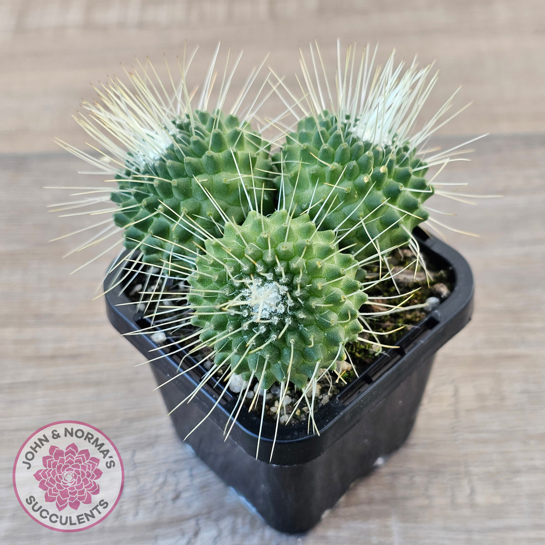 Mammillaria spinosissima cv. 'Spike'