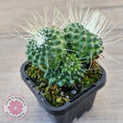 Mammillaria spinosissima cv. 'Spike'