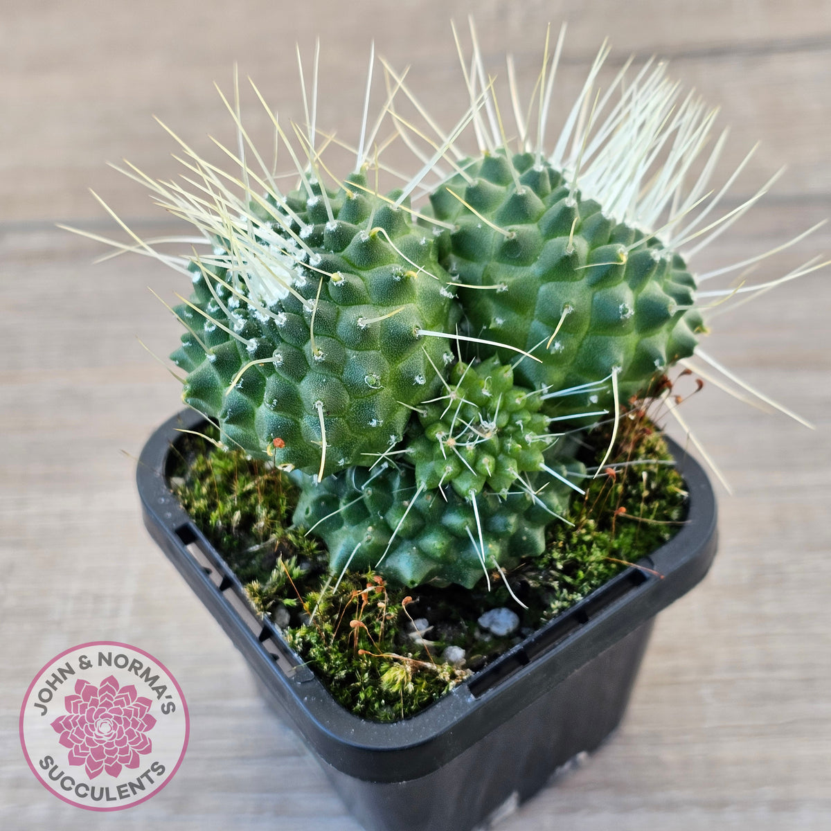 Mammillaria spinosissima cv. 'Spike'