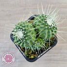Mammillaria spinosissima cv. 'Spike'