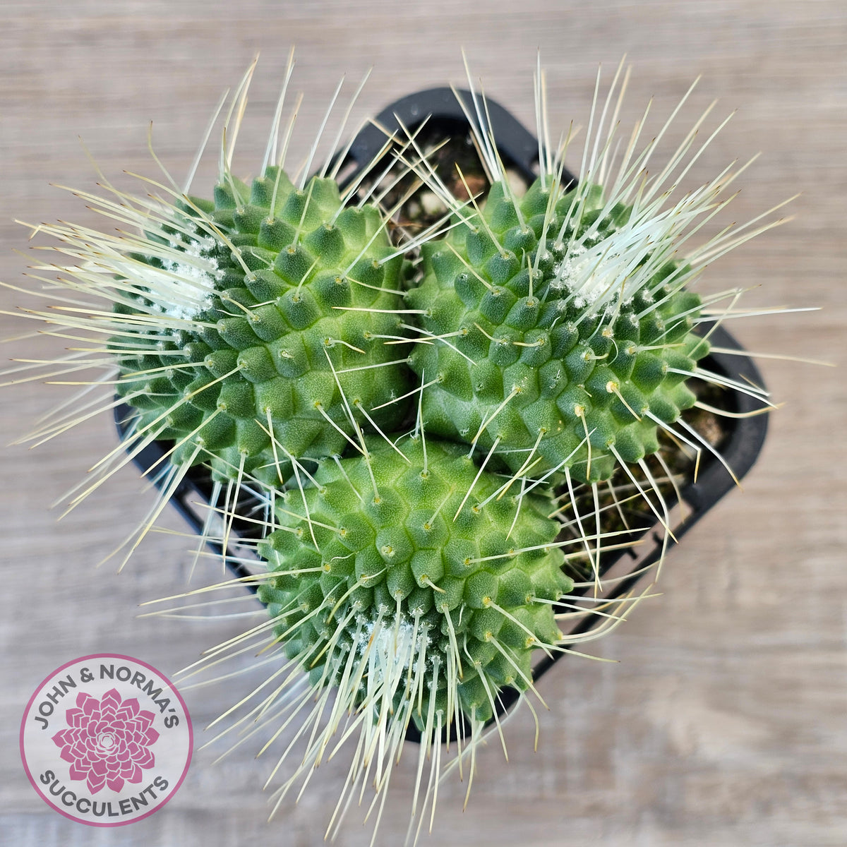 Mammillaria spinosissima cv. 'Spike'