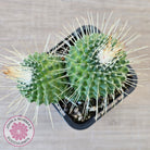 Mammillaria spinosissima cv. 'Spike'