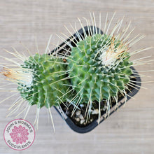 Load image into Gallery viewer, Mammillaria spinosissima cv. &#39;Spike&#39;
