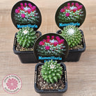 Mammillaria 'Toluca'