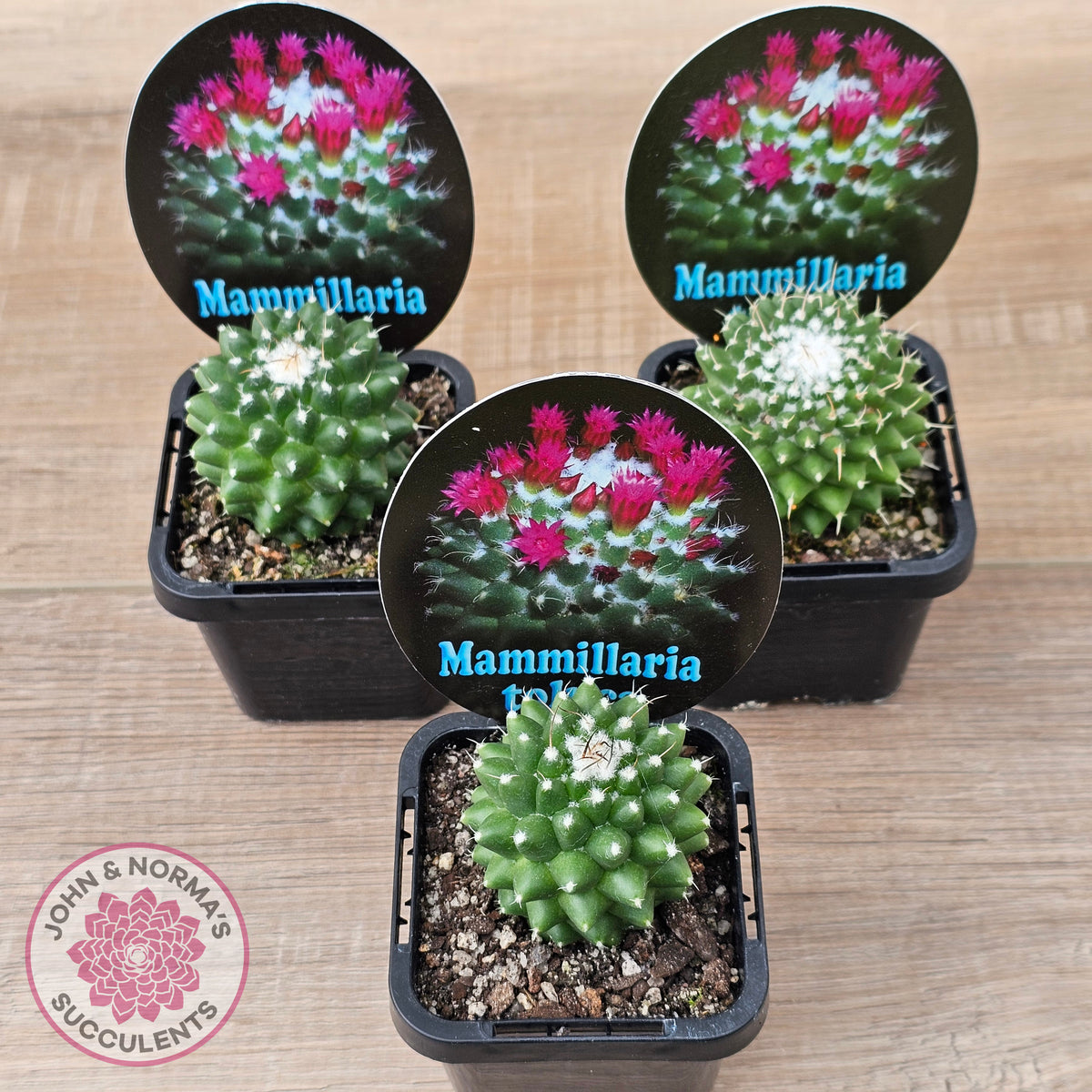 Mammillaria 'Toluca'