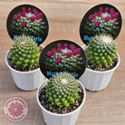 Mammillaria 'Toluca'