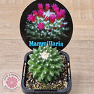 Mammillaria 'Toluca'