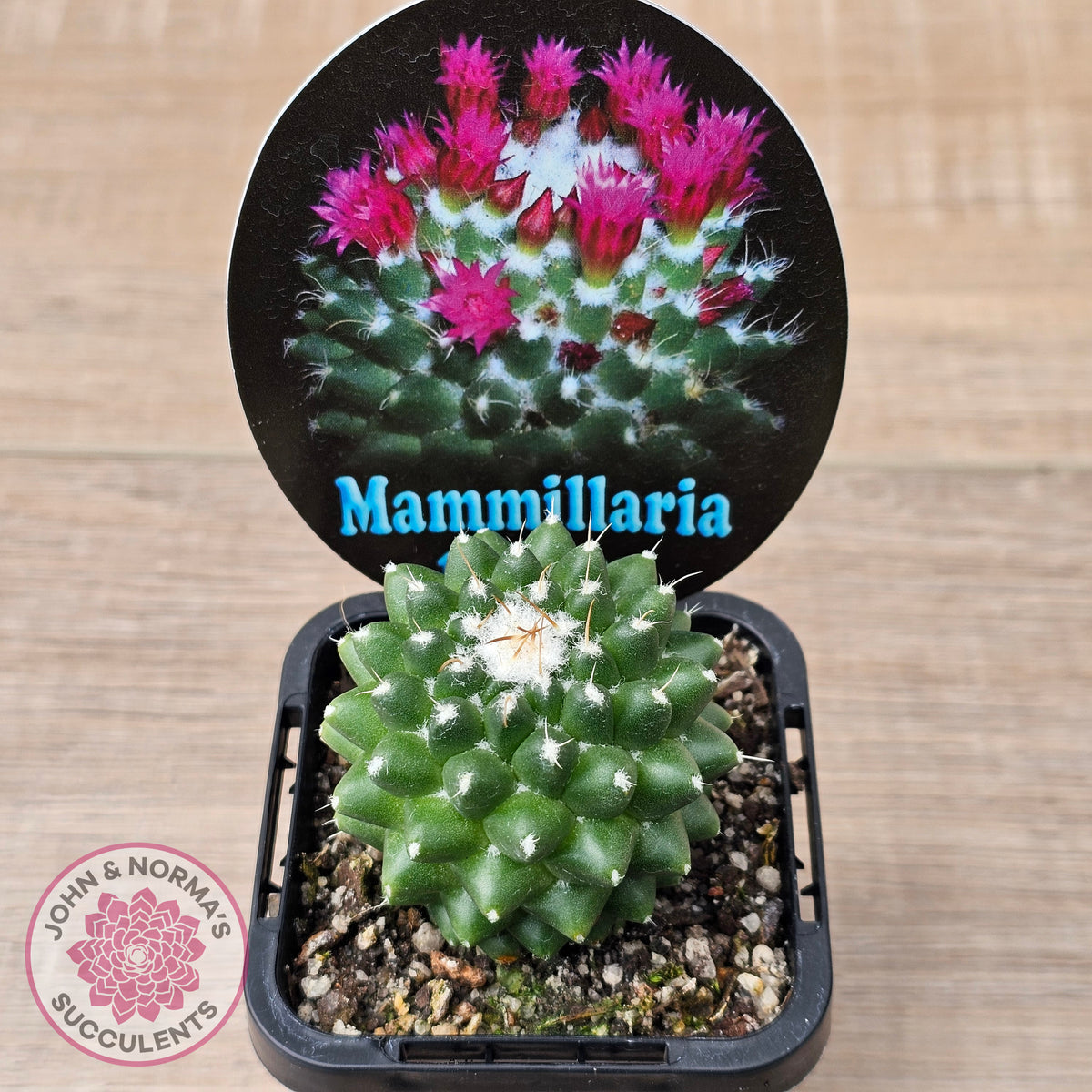 Mammillaria 'Toluca'