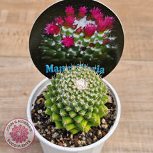 Load image into Gallery viewer, Mammillaria &#39;Toluca&#39;
