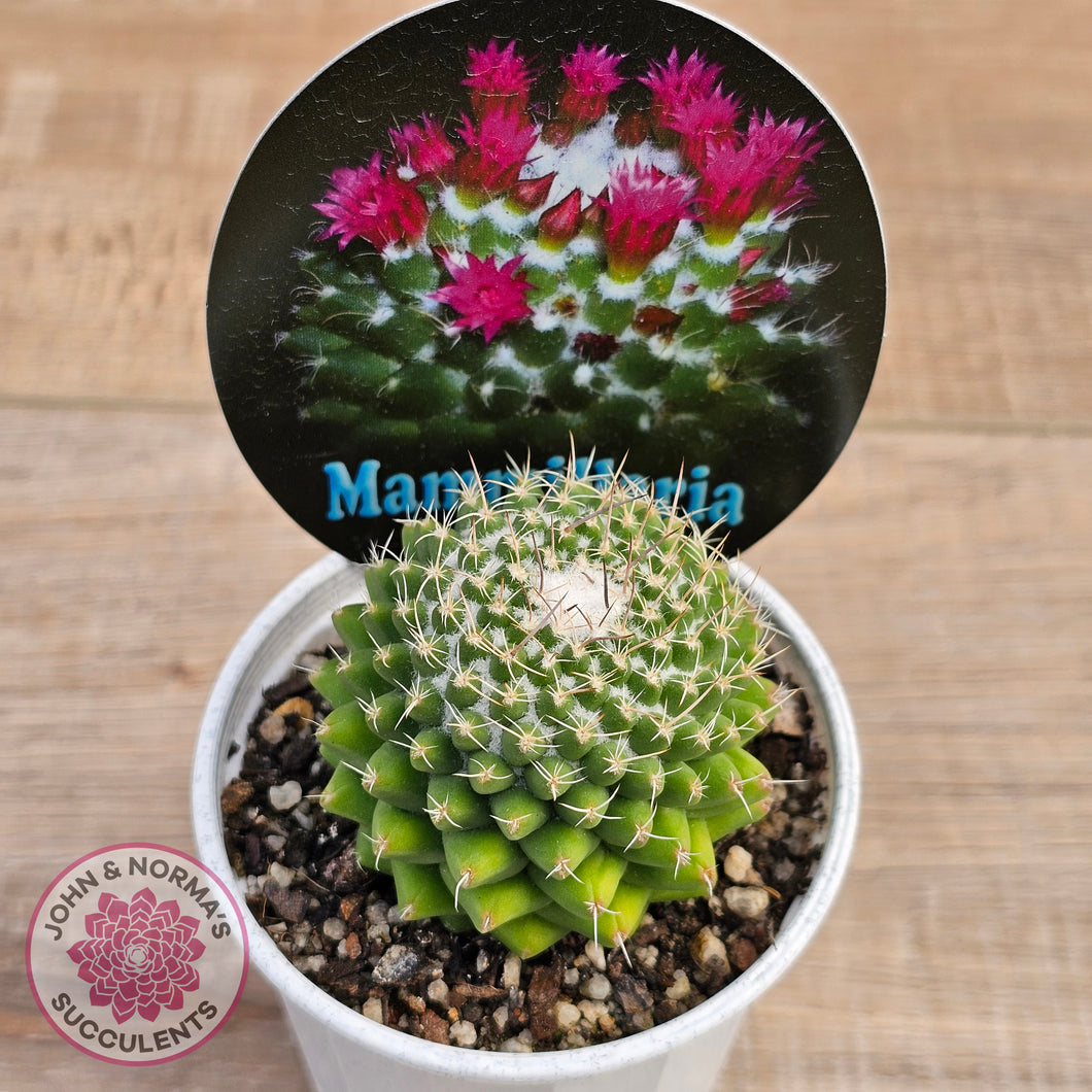 Mammillaria 'Toluca'