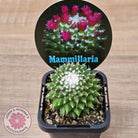 Mammillaria 'Toluca'