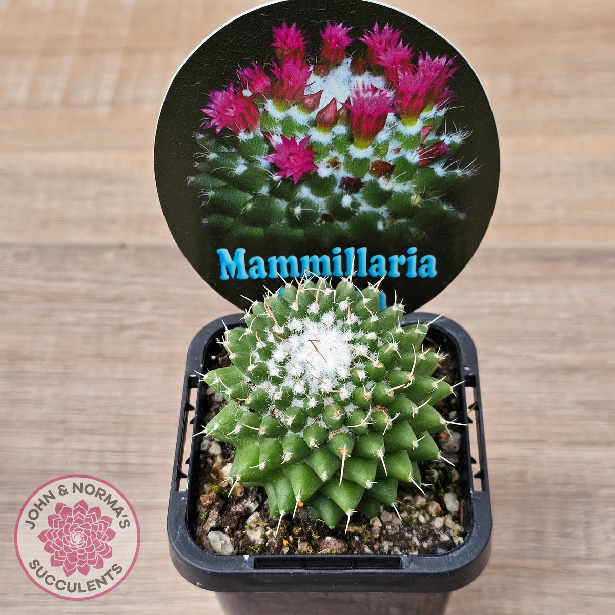 Mammillaria 'Toluca'