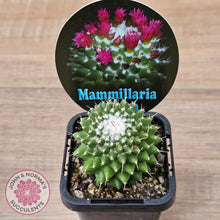 Load image into Gallery viewer, Mammillaria &#39;Toluca&#39;
