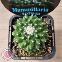 Load image into Gallery viewer, Mammillaria &#39;Toluca&#39;
