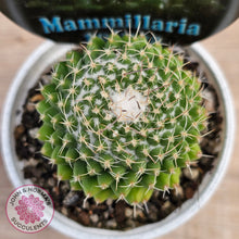 Load image into Gallery viewer, Mammillaria &#39;Toluca&#39;
