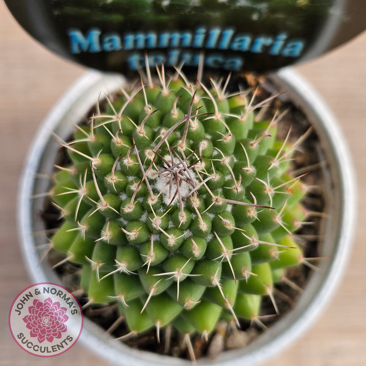 Mammillaria 'Toluca'