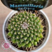 Load image into Gallery viewer, Mammillaria &#39;Toluca&#39;
