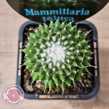 Load image into Gallery viewer, Mammillaria &#39;Toluca&#39;
