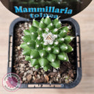 Mammillaria 'Toluca'