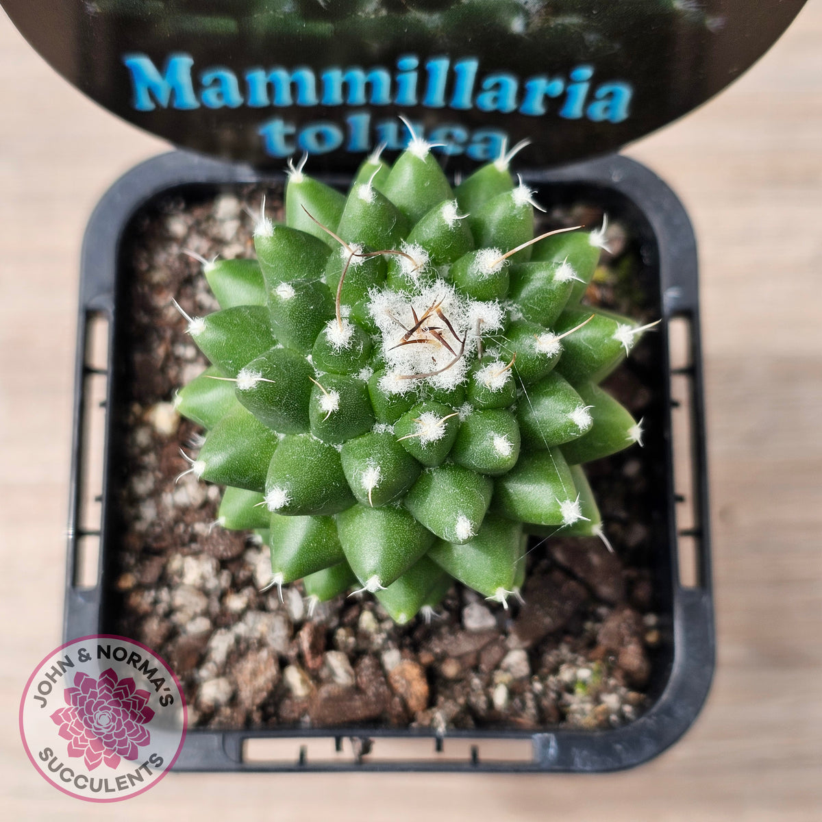 Mammillaria 'Toluca'