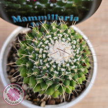 Load image into Gallery viewer, Mammillaria &#39;Toluca&#39;
