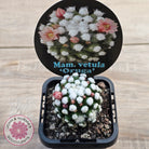Mammillaria vetula cv. 'Orunga'