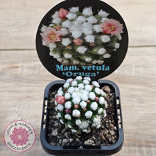Load image into Gallery viewer, Mammillaria vetula cv. &#39;Orunga&#39;
