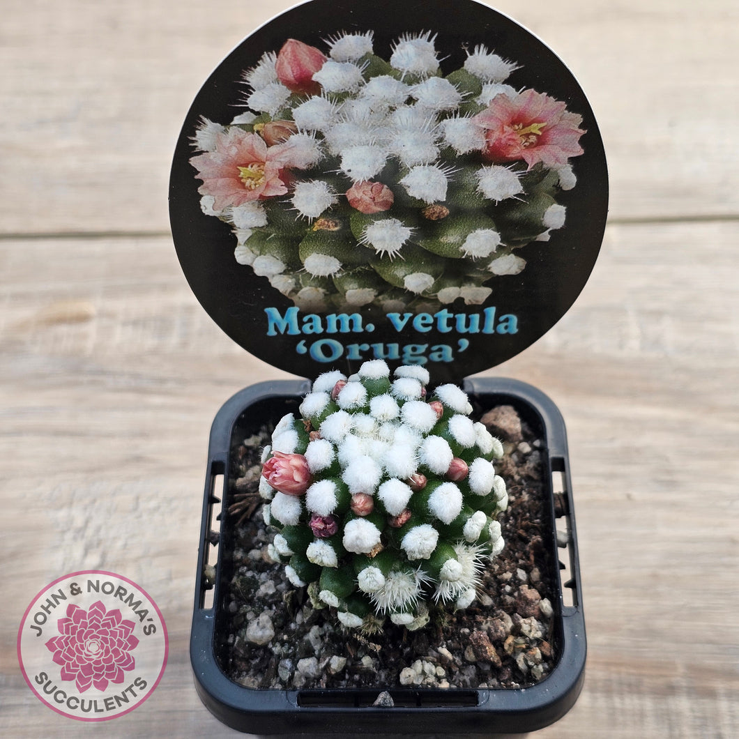 Mammillaria vetula cv. 'Orunga'