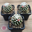Mammillaria vetula cv. 'Orunga'