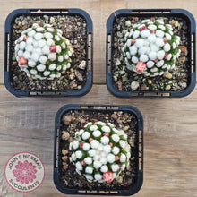 Load image into Gallery viewer, Mammillaria vetula cv. &#39;Orunga&#39;
