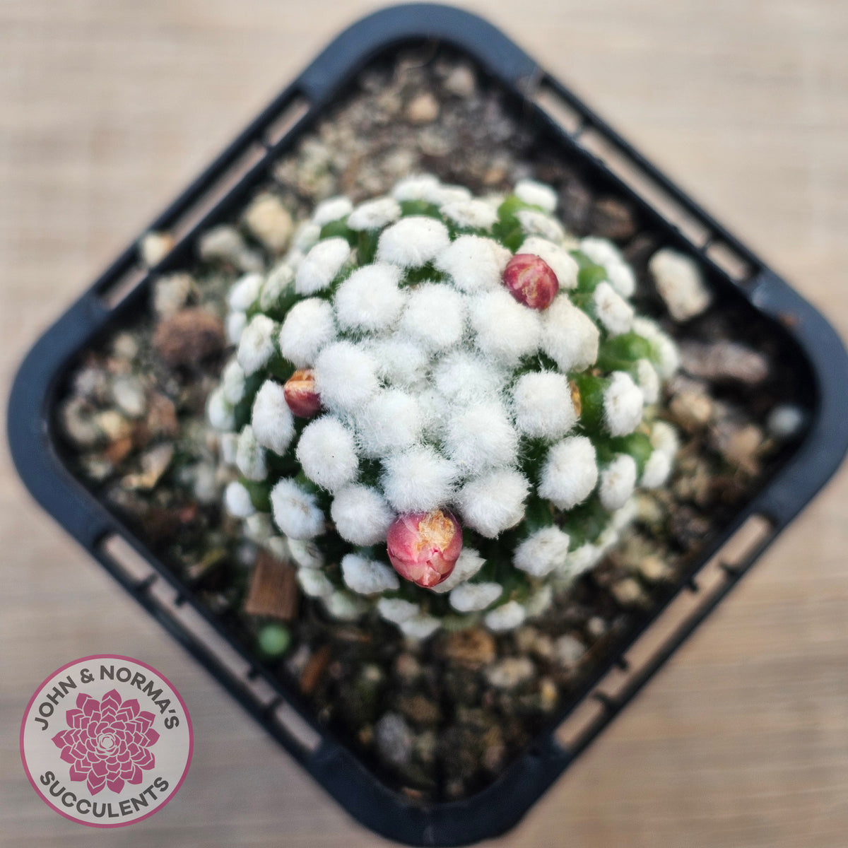 Mammillaria vetula cv. 'Orunga'