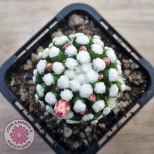 Load image into Gallery viewer, Mammillaria vetula cv. &#39;Orunga&#39;
