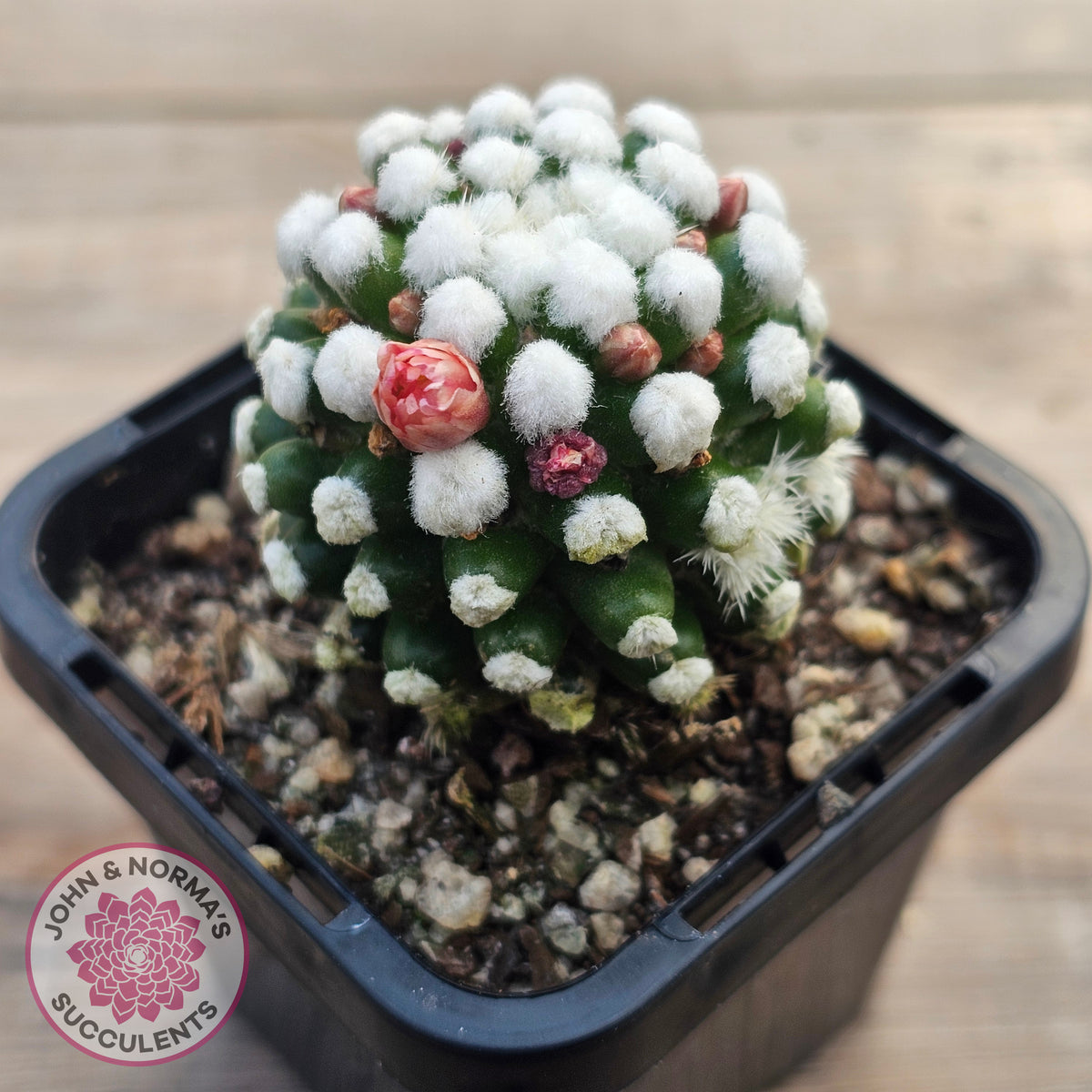 Mammillaria vetula cv. 'Orunga'