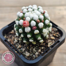 Load image into Gallery viewer, Mammillaria vetula cv. &#39;Orunga&#39;
