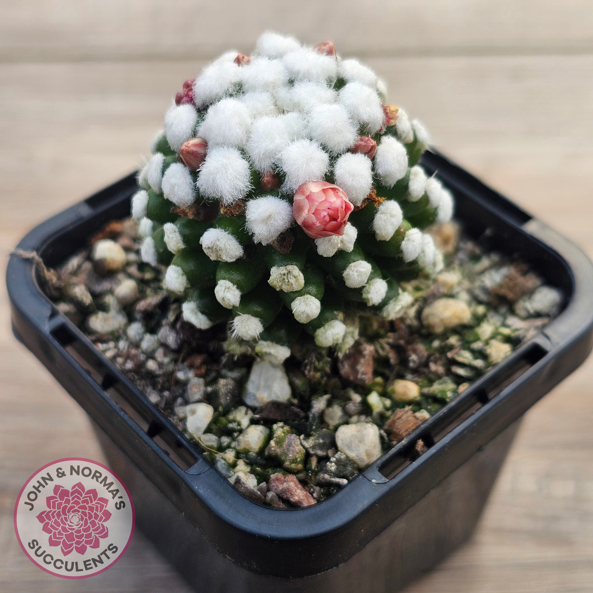 Mammillaria vetula cv. 'Orunga'