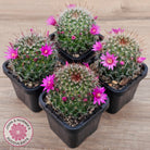 Mammillaria zeilmaniana