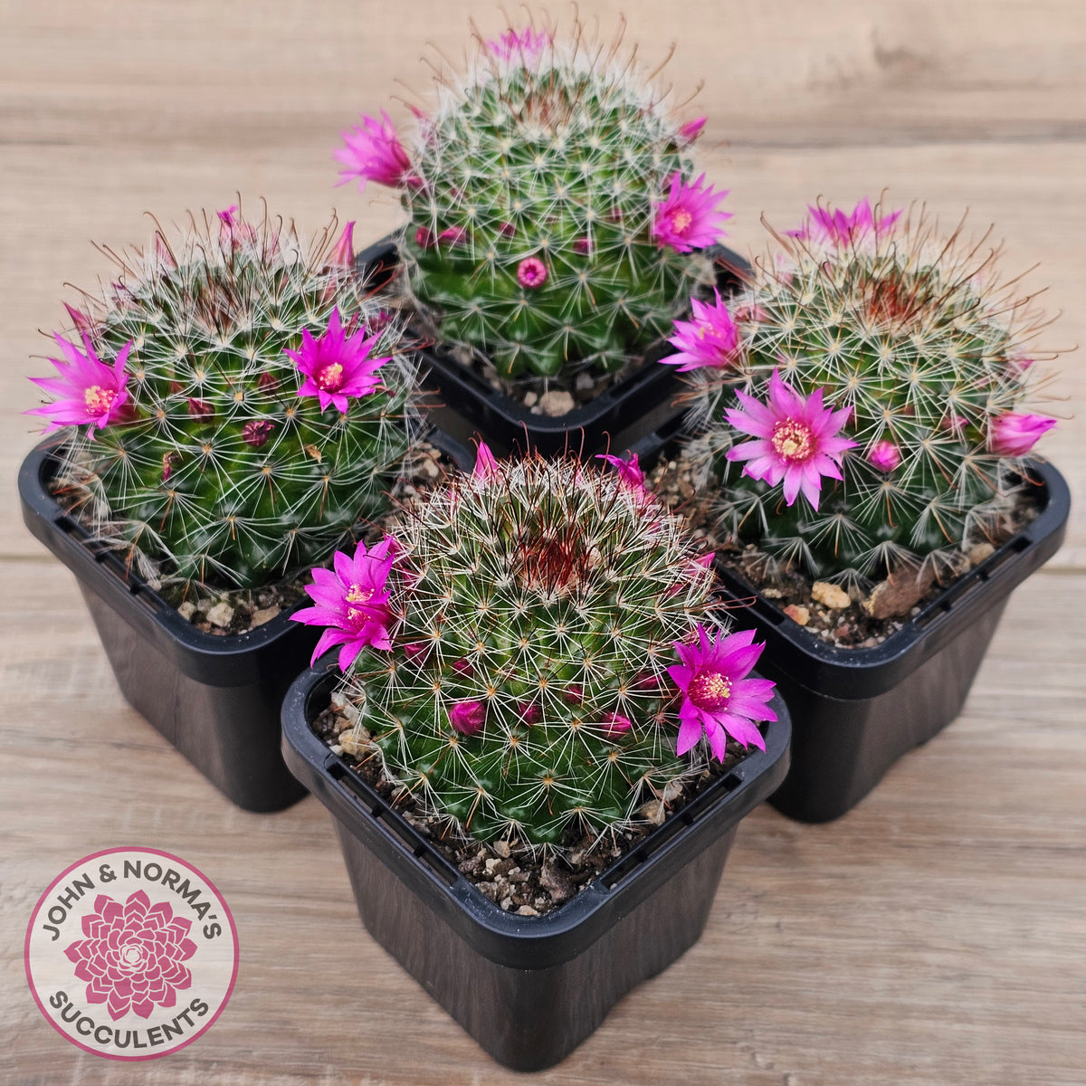 Mammillaria zeilmaniana