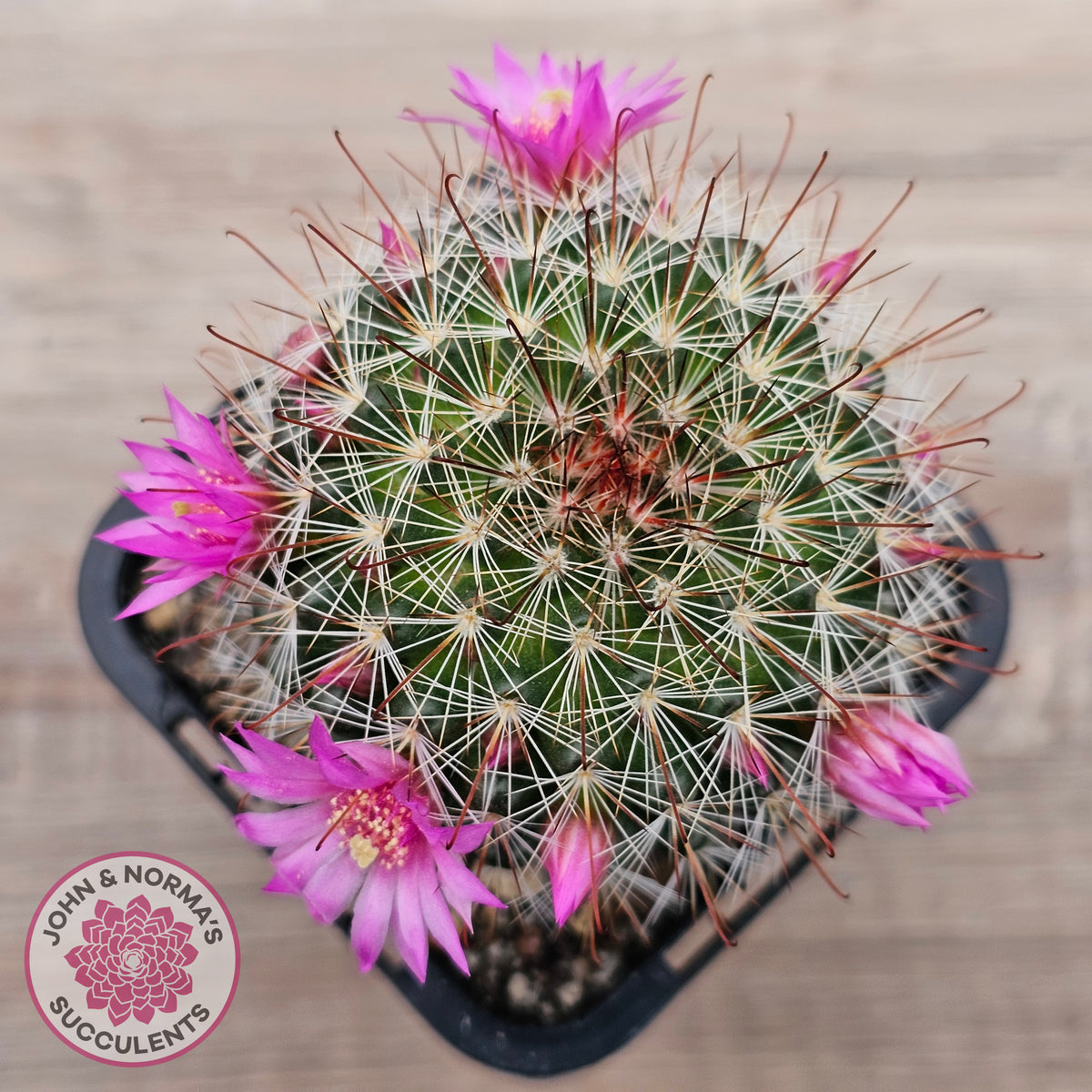 Mammillaria zeilmaniana
