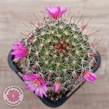 Load image into Gallery viewer, Mammillaria zeilmaniana
