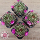 Mammillaria zeilmaniana