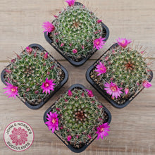 Load image into Gallery viewer, Mammillaria zeilmaniana
